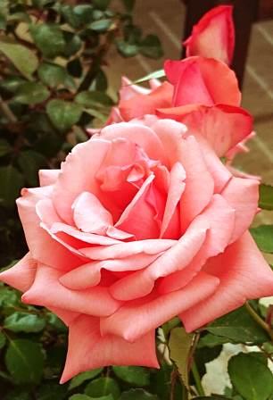 Cambiar y mejorar tu vida como si fueses una rosa que bien cuidada llega a florecer con todo su esplendor